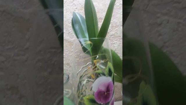 Орхидеи без грунта и полива смотреть онлайн