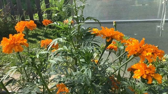 Обзор теплицы номер два смотреть онлайн