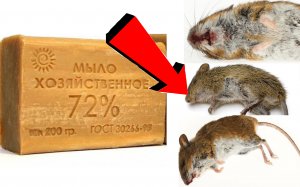 Как избавиться от домашних мышей за 3 Секунды!