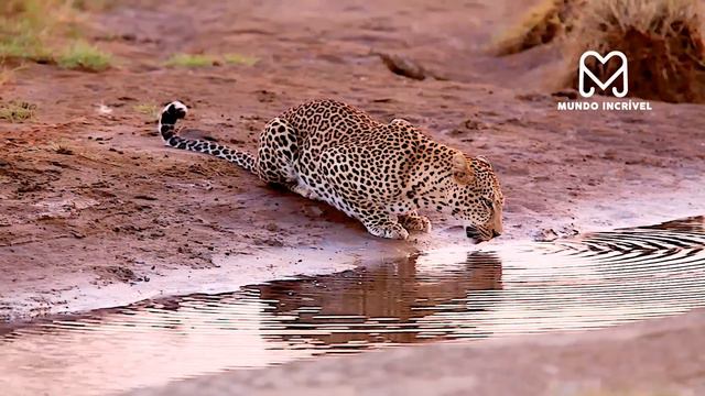 O LEOPARDO NÃO ESPERAVA QUE OS BABUINOS FOSSEM FAZER ISSO смотреть онлайн