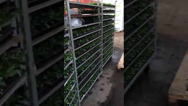Маргаритка после посадки в теплице смотреть онлайн