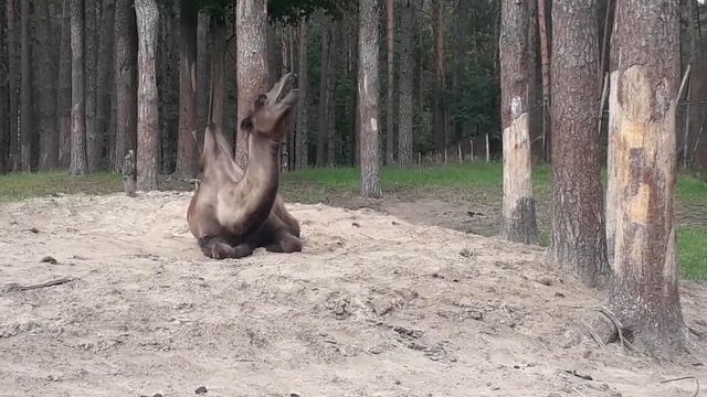 Артхаус. Зоопарк смотреть онлайн