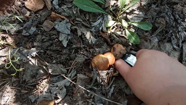 Маслята, первый сбор в этом году смотреть онлайн
