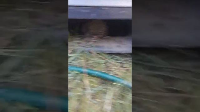 Я нашла ежа на даче смотреть онлайн