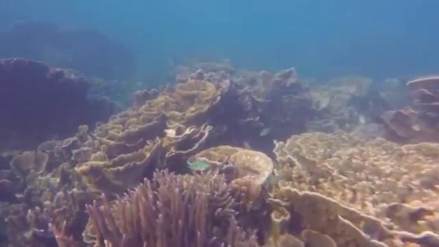 Coral Bay 24/05/2017 смотреть онлайн