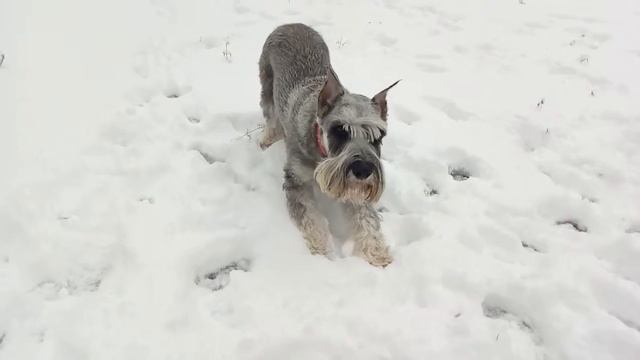 шнауцер Ника выполняет команды на прогулке смотреть онлайн