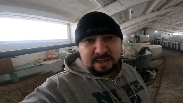 Яйца Артемии и Белизна в УЗВ смотреть онлайн