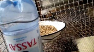 Поилка для кроликов своими руками за 5минут
