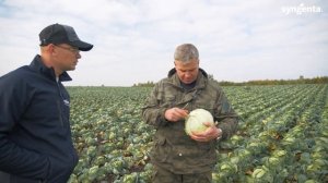 Капуста Тореадор F1. Опыт выращивания КФХ "Вармас"