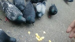 как ловить руками голубей