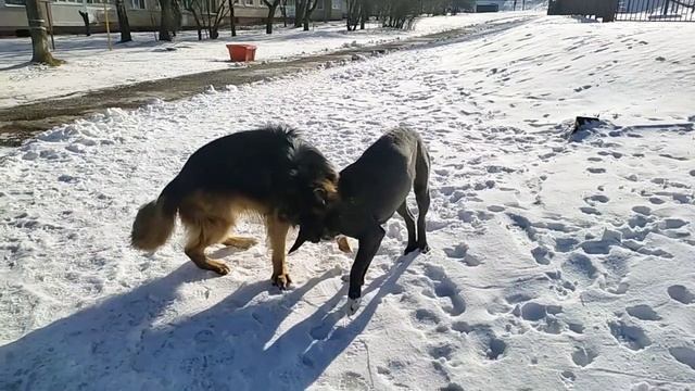 Просто красивые собаки... ? смотреть онлайн