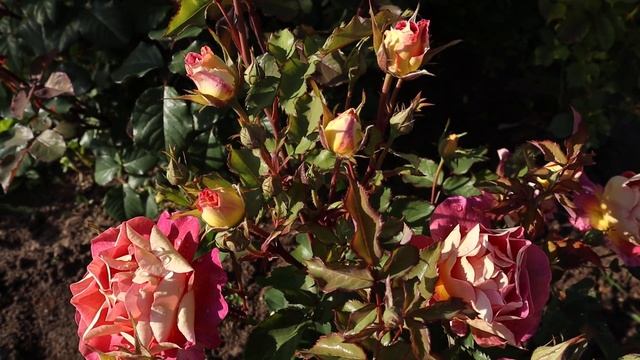 Роза Приёр де Сан-Косм - самые необычные розы, которые притягивают мах восторженных взглядов! смотреть онлайн