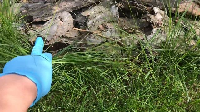 Ножницы для травы от Gardena ❗️Бесполезная штука или помощница ⁉️ смотреть онлайн