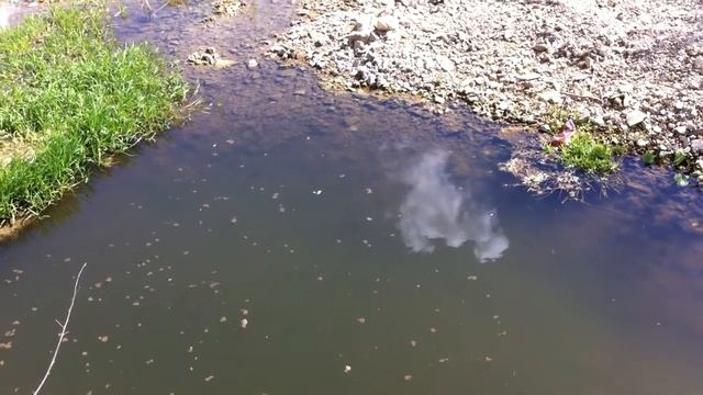 Запруда с рыбками смотреть онлайн