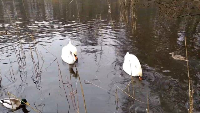 Куршская коса, озеро Чайка. Январь 2020 смотреть онлайн