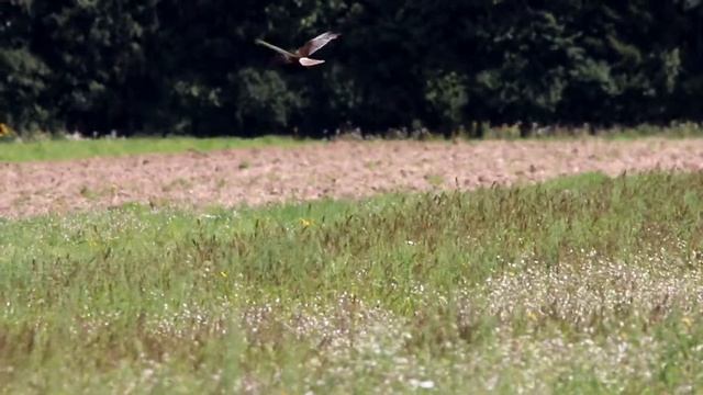 Болотный лунь охотится над полем. Circus aeruginosus. Птицы Беларуси. смотреть онлайн