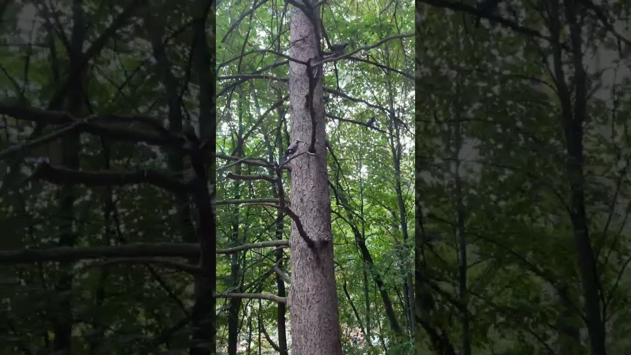 интересная птица Иволга – тайна дикой природы, которую вы должны раскрыть! смотреть онлайн