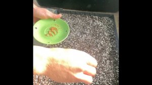 Пузыреплодник из семян Диабло-Пузыреплодник кустарник для живой изгороди