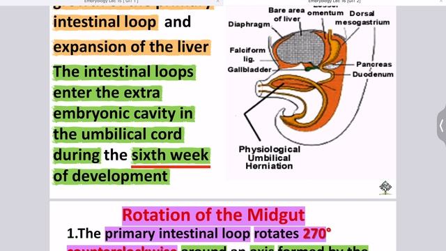 Embryology (GIT 2) Part 1 - Al-Ameed university смотреть онлайн