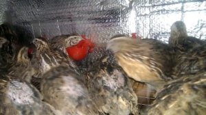 Брудер для перепелов своими руками.