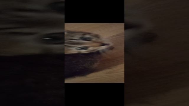 сырник смотреть онлайн