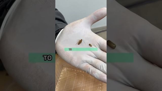 Как избавиться от тараканов в квартире? смотреть онлайн