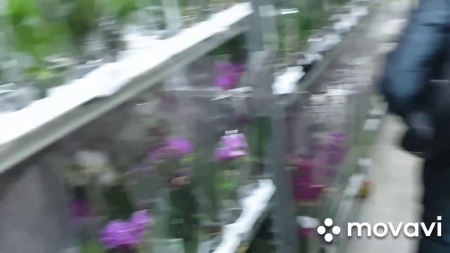 Обзор орхидей и горшков на базе " FLOREVILLE" смотреть онлайн