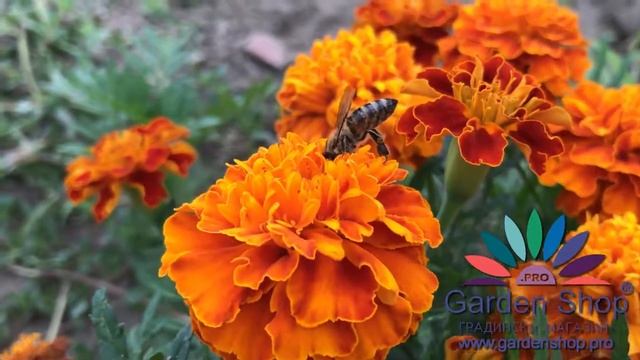 My gorgeous marigold flower plant by seeds from internetMy gorgeous marigold flower plant by seeds f смотреть онлайн