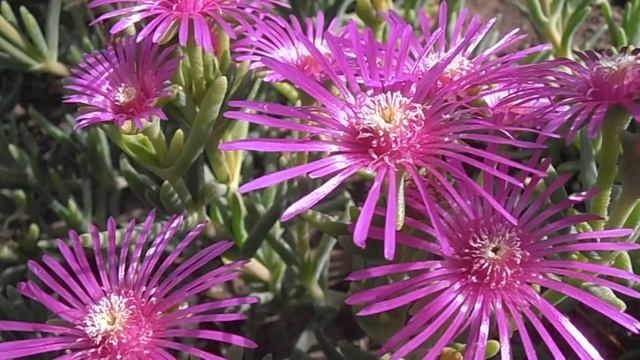 PLANTA DE HIELO: Delosperma cooperi (www.riomoros.com) смотреть онлайн