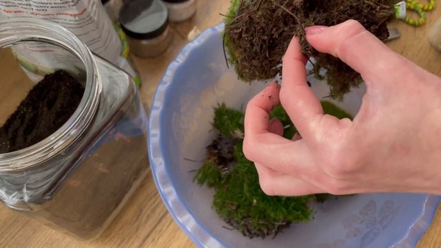 Мохариум в банке, частичка леса в доме? смотреть онлайн