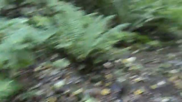 По диким тропам Уссурийского края. смотреть онлайн