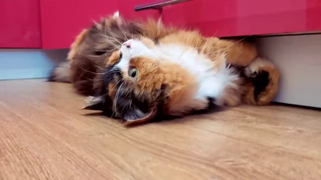Hello. My name is Kitty смотреть онлайн