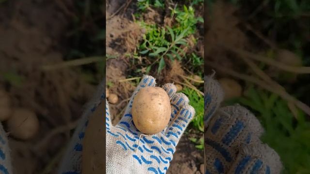 Картофель сорт "Гала" (без удобрений и химикатов) смотреть онлайн