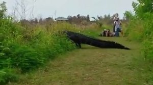 Обнаружен САМЫЙ БОЛЬШОЙ аллигатор в мире!