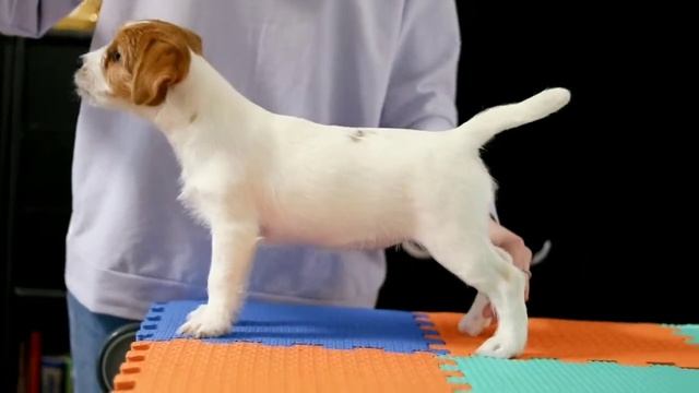 Красотка Харбор. Щенок Джек Рассел терьера 3,5 месяца. смотреть онлайн