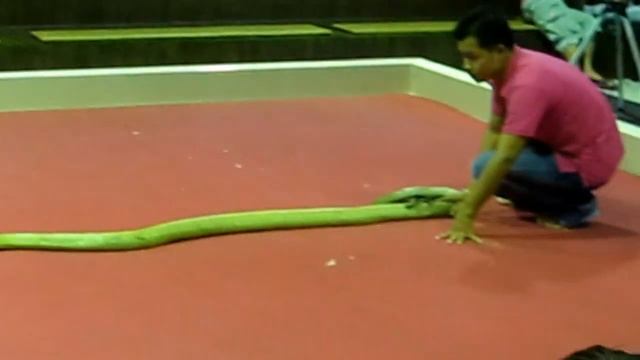 Королевская кобра. смотреть онлайн