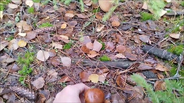 Боровики радуют глаз Грибы 2022 смотреть онлайн