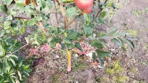 Яблоня Хани крисп(медовый хруст)