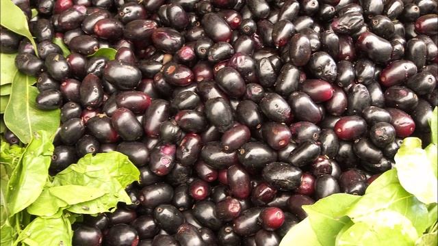 Black Plum (Syzygium cumini) as Antioxidant, Anti-inflammatory, Calming смотреть онлайн