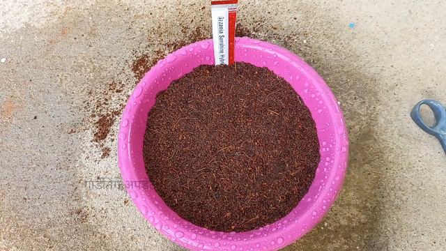 गजानिया के बीज ऐसे लगाएं सारे उगेंगे एक भी नहीं मरेंगे|how to grow gazania from seeds|winter flower смотреть онлайн