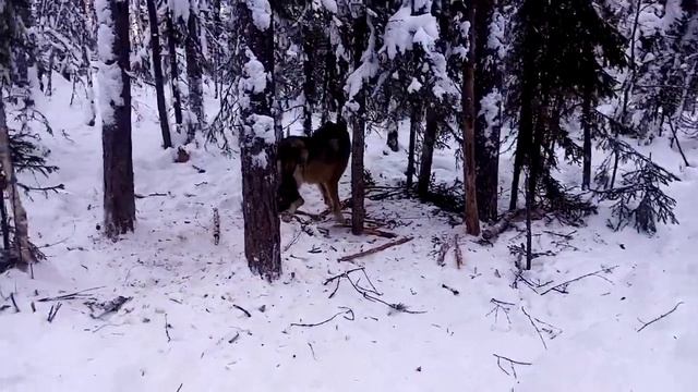 Охота на волка 2021. Закрытие сезона по серым. смотреть онлайн