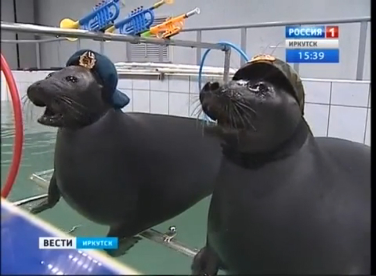 Нерпы Иркутска представят военно-патриотическую программу смотреть онлайн