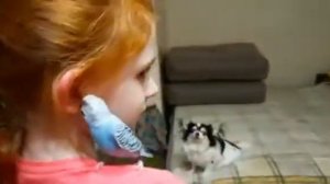 Как научить ПОПУГАЯ садиться на ПЛЕЧО?