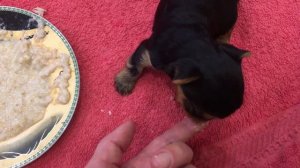 Как выглядят и что умеют щенки йоркширского терьера в 3 недели/// первый прикорм