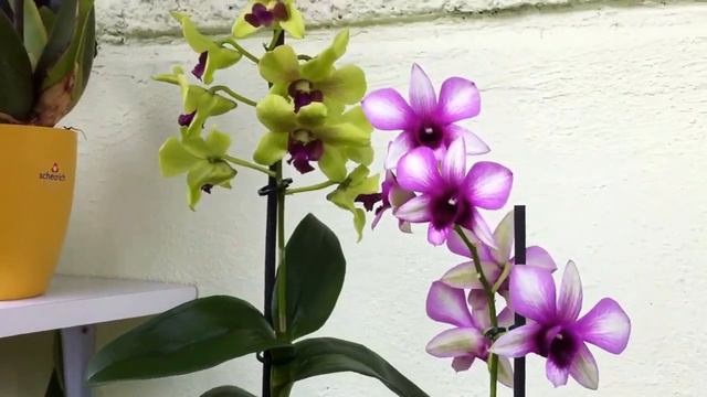 Orchid Care - Dendrobium Phalaenopsis (Anna Green And Polar Fire)