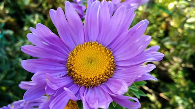 Это Безумно Красивая Мелодия, трогающая до глубины души!Эту музыку можно слушать вечно!Сергей Грищу смотреть онлайн