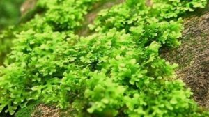 МОХ РИКАРДИЯ. СОДЕРЖАНИЕ В АКВАРИУМЕ