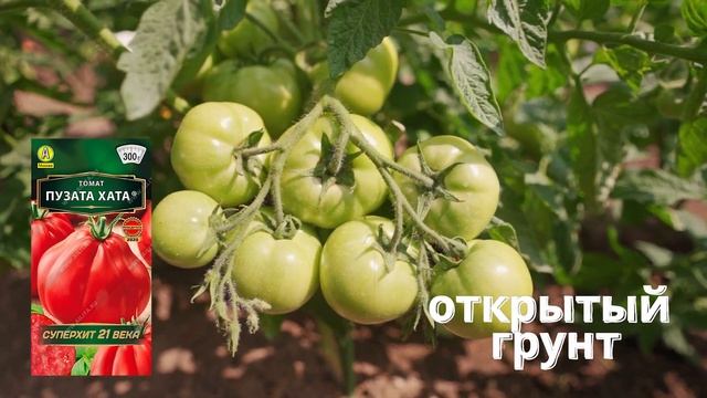 ЛУЧШИЙ СОРТ ТОМАТА! Скороспелый сорт ПУЗАТА ХАТА смотреть онлайн