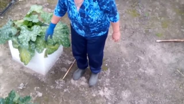 Кабачки в бочке -красивые, урожайные смотреть онлайн