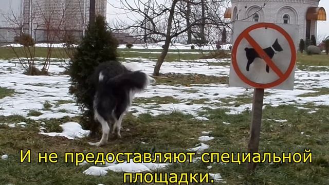 Площадки для выгула собак в Могилеве нет смотреть онлайн